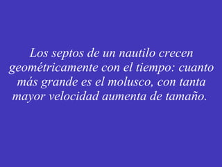 Los septos de un nautilo crecen geométricamente con el tiempo: cuanto más grande es el molusco, con tanta mayor velocidad aumenta de tamaño.  