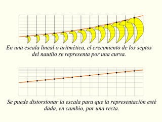 En una escala lineal o aritmética, el crecimiento de los septos del nautilo se representa por una curva. Se puede distorsionar la escala para que la representación esté dada, en cambio, por una recta. 