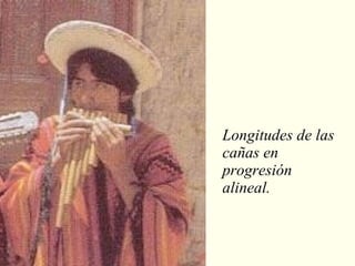 Longitudes de las cañas en progresión alineal. 