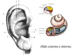 Oído externo e interno. 