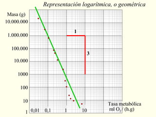 Representación logarítmica, o geométrica ml O 2  / (h.g)  Masa (g) 1 10 100 1000 10.000 0,01 1 3 100.000 1.000.000 10.000.000 0,1 1 10 Tasa metabólica 