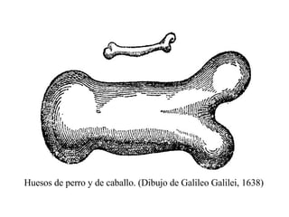 Huesos de perro y de caballo. (Dibujo de Galileo Galilei, 1638) 