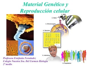 Material Genético y
               Reproducción celular




Profesora Estefanía Fernández
Colegio Nuestra Sra. Del Carmen Biología
2º medio
 