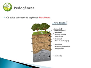  Os solos possuem os seguintes Horizontes:
 