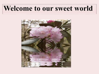 Welcome to our sweet world
 