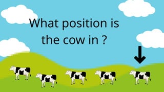 What position is
the cow in ?
 