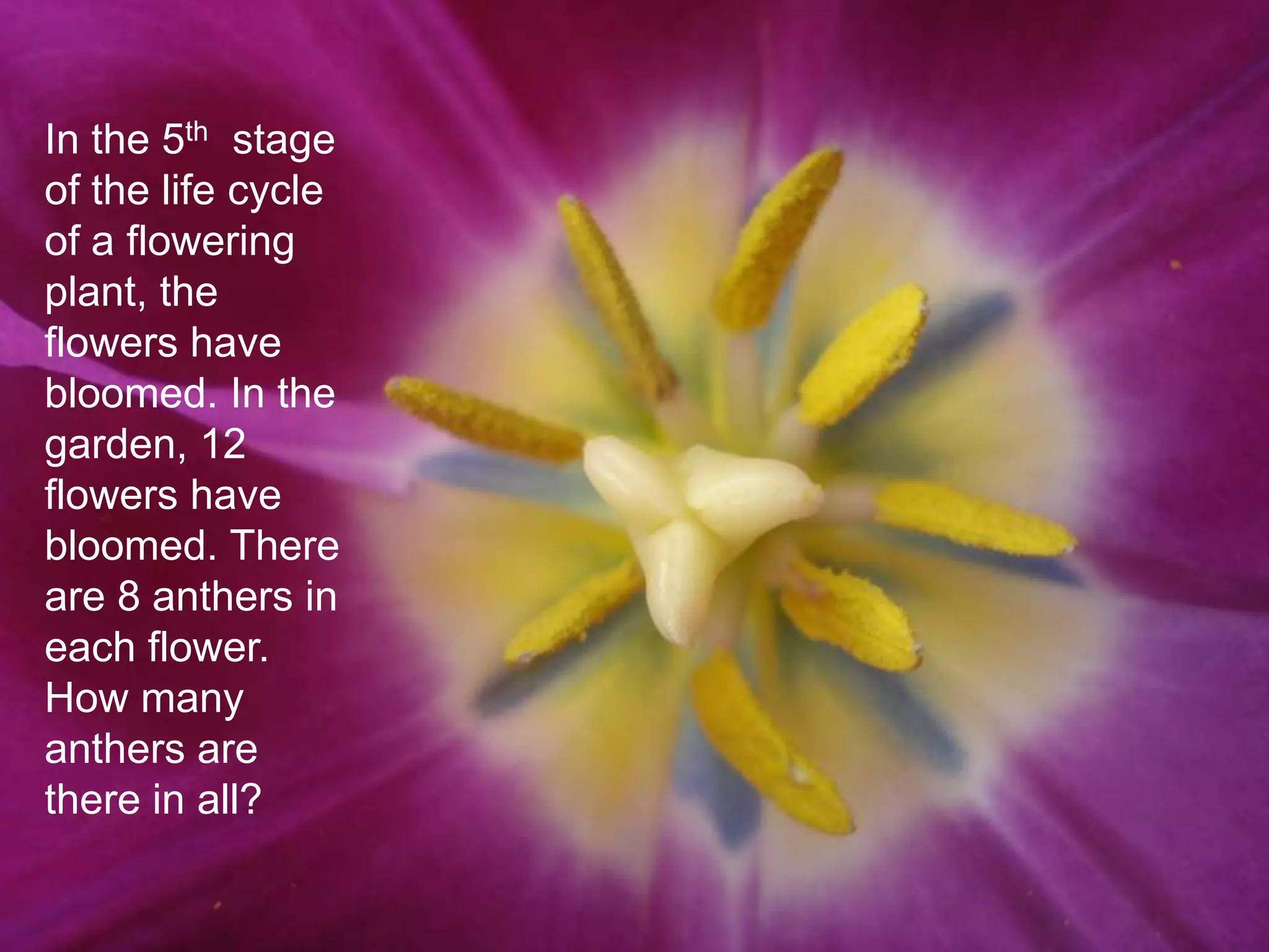 In the 5th stage
of the life cycle
of a flowering
plant, the
flowers have
bloomed. In the
garden, 12
flowers have
bloomed. There
are 8 anthers in
each flower.
How many
anthers are
there in all?
 