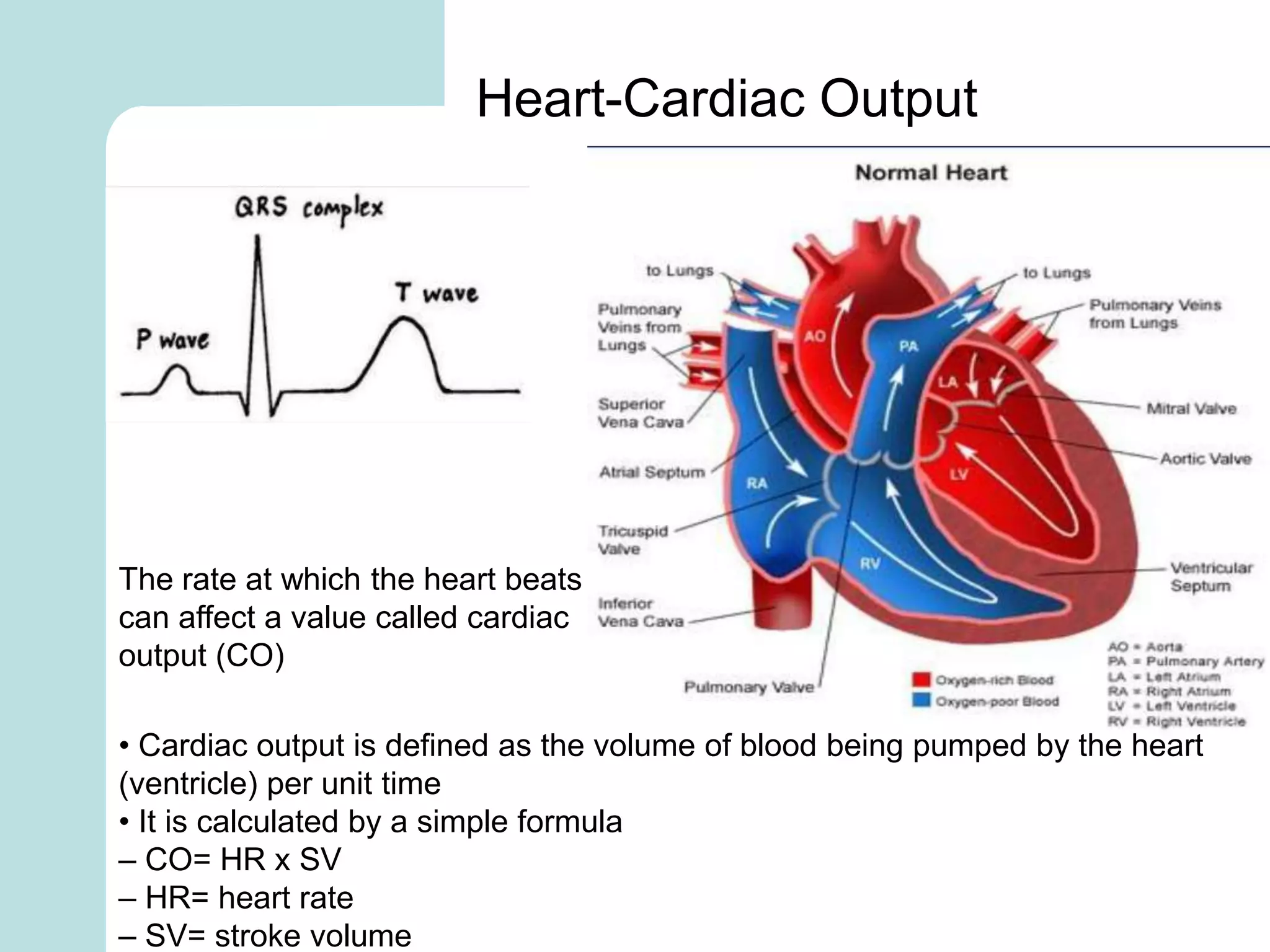 Heart-Cardiac Output
The rate at which the heart beats
can affect a value called cardiac
output (CO)
• Cardiac output is defined as the volume of blood being pumped by the heart
(ventricle) per unit time
• It is calculated by a simple formula
– CO= HR x SV
– HR= heart rate
– SV= stroke volume
 