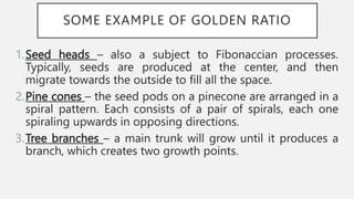 SOME EXAMPLE OF GOLDEN RATIO
1.Seed heads – also a subject to Fibonaccian processes.
Typically, seeds are produced at the center, and then
migrate towards the outside to fill all the space.
2.Pine cones – the seed pods on a pinecone are arranged in a
spiral pattern. Each consists of a pair of spirals, each one
spiraling upwards in opposing directions.
3.Tree branches – a main trunk will grow until it produces a
branch, which creates two growth points.
 