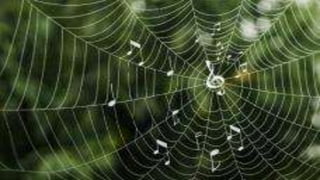 MATHEMATICS IN NATURE