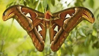 MATHEMATICS IN NATURE