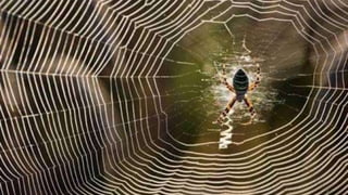 MATHEMATICS IN NATURE