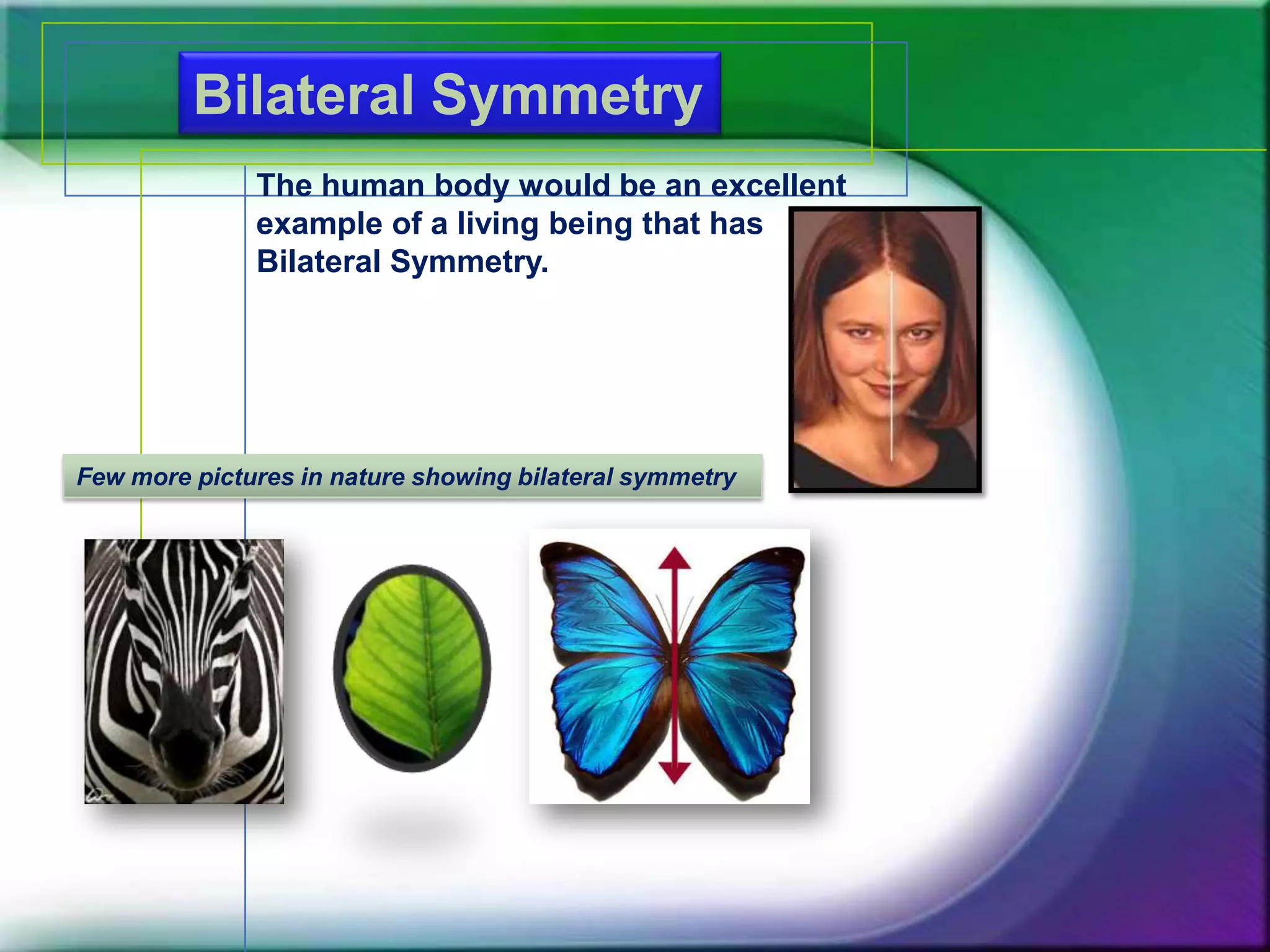 Bilateral Symmetry
The human body would be an excellent
example of a living being that has
Bilateral Symmetry.
Few more pictures in nature showing bilateral symmetry
 
