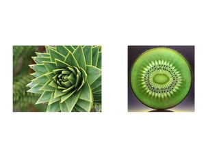 Exploring the Mathematical Patterns and Symmetry in Nature's Design | PDF