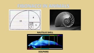 DOLPHINS
NAUTILUS SHELL
 