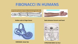 COCHLEA: Inner Ear
VITRUVIAN MAN: Da Vinci
Ratio between forearm and handGolden ratio in finger bones
 