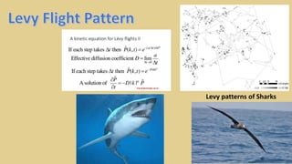 Levy patterns of Sharks
 