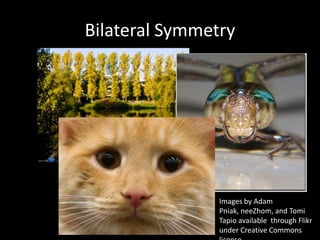 Bilateral Symmetry Images by Adam Pniak, neeZhom, and Tomi Tapio available  through Flikr under Creative Commons license. .  