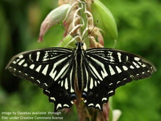 Image by Davekav available  through Flikr under Creative Commons license .  