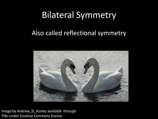 Also called reflectional symmetry Bilateral Symmetry Image by Andrew_D_Hurley available  through Flikr under Creative Commons license. .  