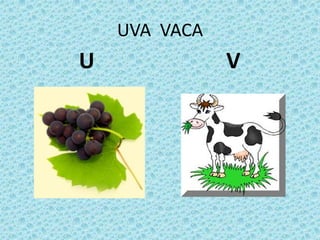 UVA VACA
U V
 