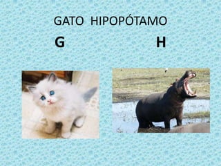 GATO HIPOPÓTAMO
G H
 