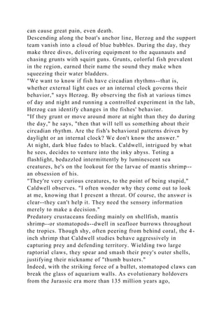 can cause great pain, even death.
Descending along the boat's anchor line, Herzog and the support
team vanish into a cloud of blue bubbles. During the day, they
make three dives, delivering equipment to the aquanauts and
chasing grunts with squirt guns. Grunts, colorful fish prevalent
in the region, earned their name the sound they make when
squeezing their water bladders.
"We want to know if fish have circadian rhythms--that is,
whether external light cues or an internal clock governs their
behavior," says Herzog. By observing the fish at various times
of day and night and running a controlled experiment in the lab,
Herzog can identify changes in the fishes' behavior.
"If they grunt or move around more at night than they do during
the day," he says, "then that will tell us something about their
circadian rhythm. Are the fish's behavioral patterns driven by
daylight or an internal clock? We don't know the answer."
At night, dark blue fades to black. Caldwell, intrigued by what
he sees, decides to venture into the inky abyss. Toting a
flashlight, bedazzled intermittently by luminescent sea
creatures, he's on the lookout for the larvae of mantis shrimp--
an obsession of his.
"They're very curious creatures, to the point of being stupid,"
Caldwell observes. "I often wonder why they come out to look
at me, knowing that I present a threat. Of course, the answer is
clear--they can't help it. They need the sensory information
merely to make a decision."
Predatory crustaceans feeding mainly on shellfish, mantis
shrimp--or stomatopods--dwell in seafloor burrows throughout
the tropics. Though shy, often peering from behind coral, the 4-
inch shrimp that Caldwell studies behave aggressively in
capturing prey and defending territory. Wielding two large
raptorial claws, they spear and smash their prey's outer shells,
justifying their nickname of "thumb busters."
Indeed, with the striking force of a bullet, stomatopod claws can
break the glass of aquarium walls. As evolutionary holdovers
from the Jurassic era more than 135 million years ago,
 