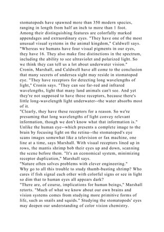 stomatopods have spawned more than 350 modern species,
ranging in length from half an inch to more than 1 foot.
Among their distinguishing features are colorfully marked
appendages and extraordinary eyes. "They have one of the most
unusual visual systems in the animal kingdom," Caldwell says.
"Whereas we humans have four visual pigments in our eyes,
they have 16. They also make fine distinctions in the spectrum,
including the ability to see ultraviolet and polarized light. So
we think they can tell us a lot about underwater vision."
Cronin, Marshall, and Caldwell have all come to the conclusion
that many secrets of undersea sight may reside in stomatopod
eye. "They have receptors for detecting long wavelengths of
light," Cronin says. "They can see far-red and infrared
wavelengths, light that many land animals can't see. And yet
they're not supposed to have those receptors, because there's
little long-wavelength light underwater--the water absorbs most
of it.
"Clearly, they have these receptors for a reason. So we're
presuming that long wavelengths of light convey relevant
information, though we don't know what that information is."
Unlike the human eye--which presents a complete image to the
brain by focusing light on the retina--the stomatopod's eye
scans images somewhat like a television or fax machine, one
line at a time, says Marshall. With visual receptors lined up in
rows, the mantis shrimp bob their eyes up and down, scanning
the scene before them. "It's an economical system, minimizing
receptor duplication," Marshall says.
"Nature often solves problems with clever engineering."
Why go to all this trouble to study thumb-busting shrimp? Who
cares if fish signal each other with colorful signs or see in light
so dim that to human eyes all appears dark?
"There are, of course, implications for human beings," Marshall
retorts. "Much of what we know about our own brains and
vision systems comes from studying more primitive forms of
life, such as snails and squids." Studying the stomatopods' eyes
may deepen our understanding of color vision chemistry.
 