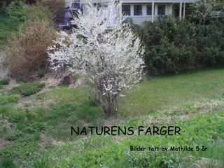 NATURENS FARGER Bilder tatt av Mathilde 5 år 