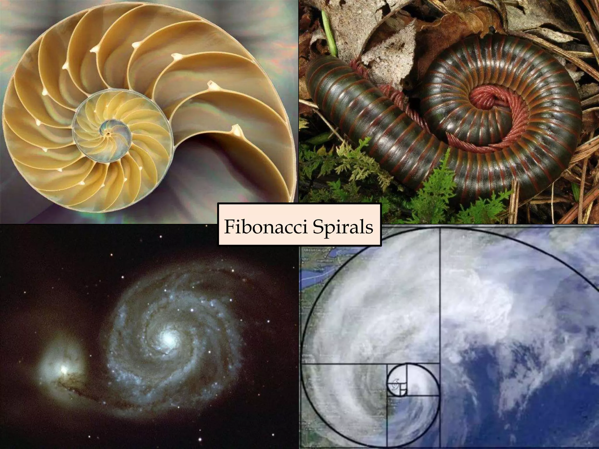 Fibonacci Spirals
 