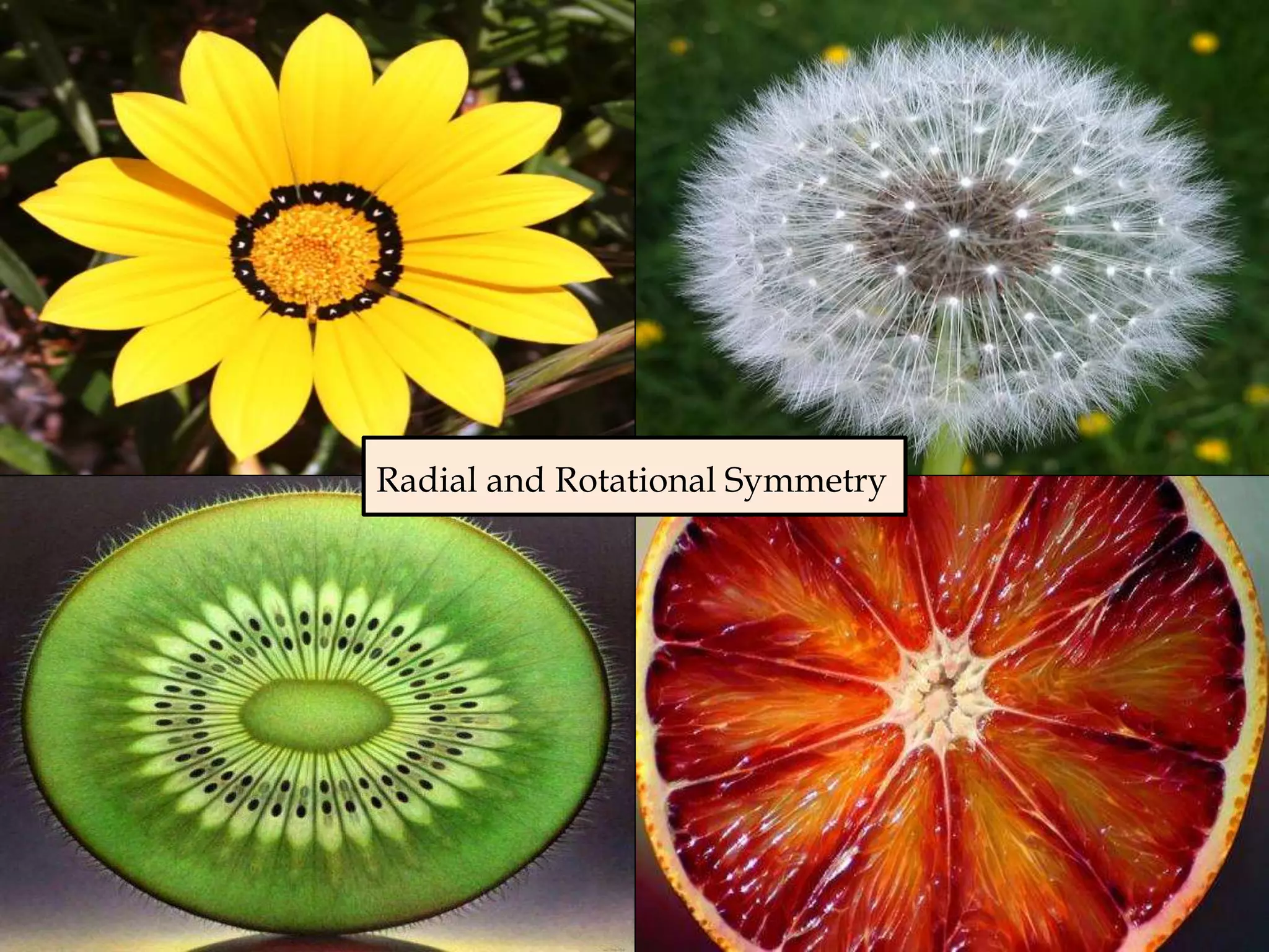 Radial and Rotational Symmetry
 