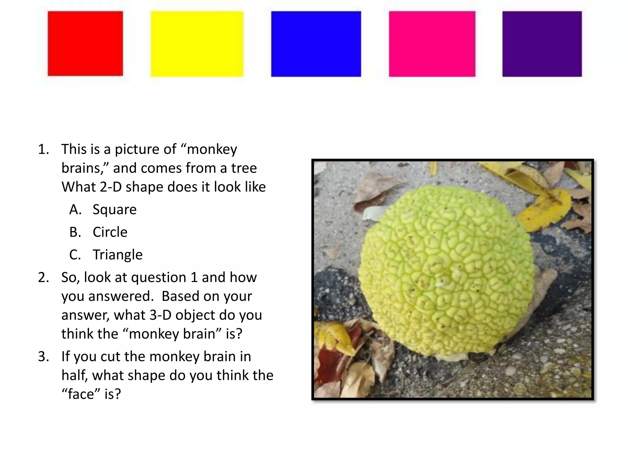 1. This is a picture of “monkey
   brains,” and comes from a tree
   What 2-D shape does it look like
     A. Square
     B. Circle
     C. Triangle
2. So, look at question 1 and how
   you answered. Based on your
   answer, what 3-D object do you
   think the “monkey brain” is?
3. If you cut the monkey brain in
   half, what shape do you think the
   “face” is?
 