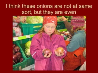 I think these onions are not at same sort, but they are even 