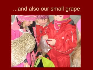 ...and also our small grape 