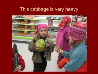 This cabbage is very heavy 