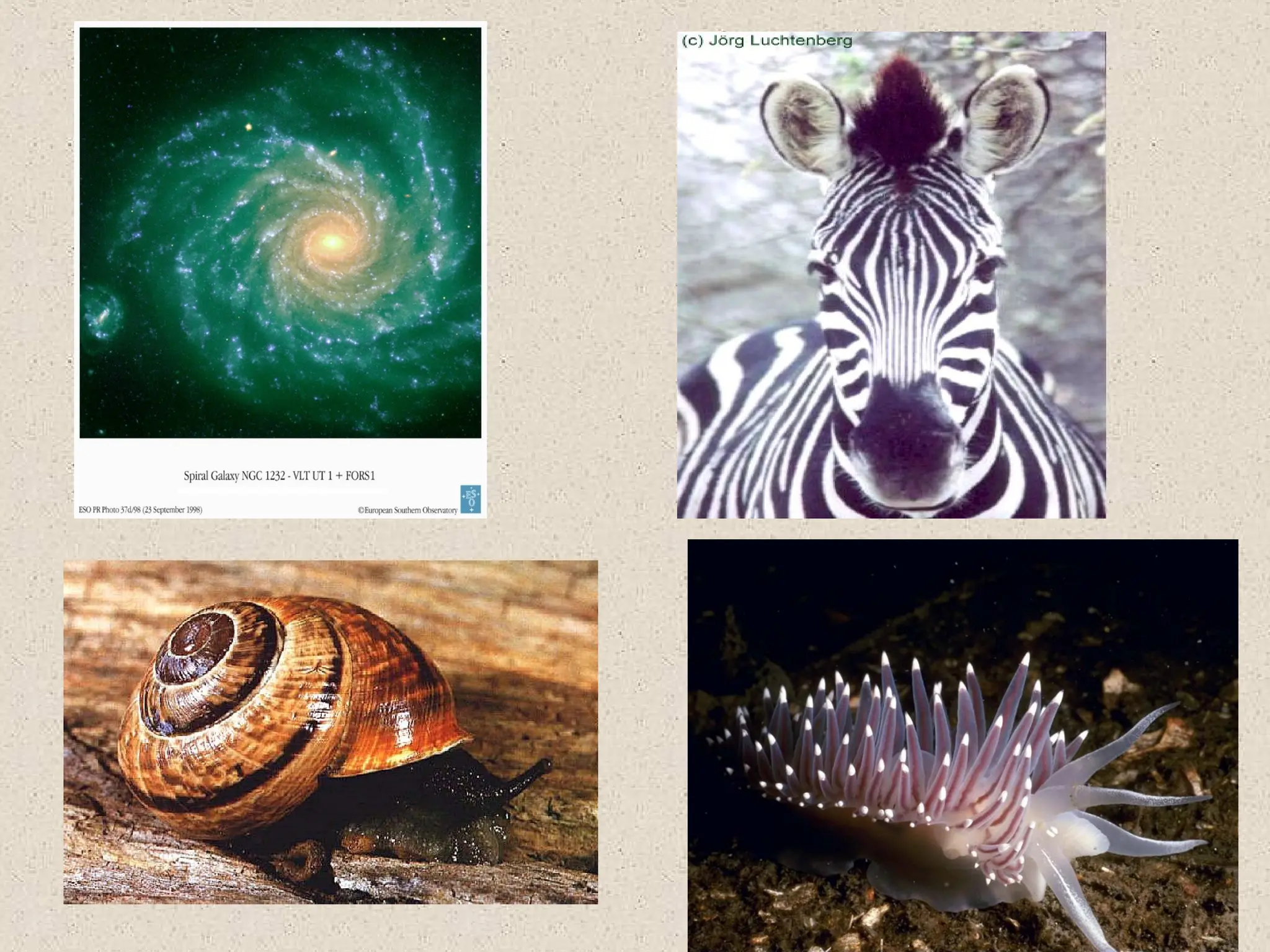 Mathematics-Fibonacci-sequence-and-Patterns.ppt