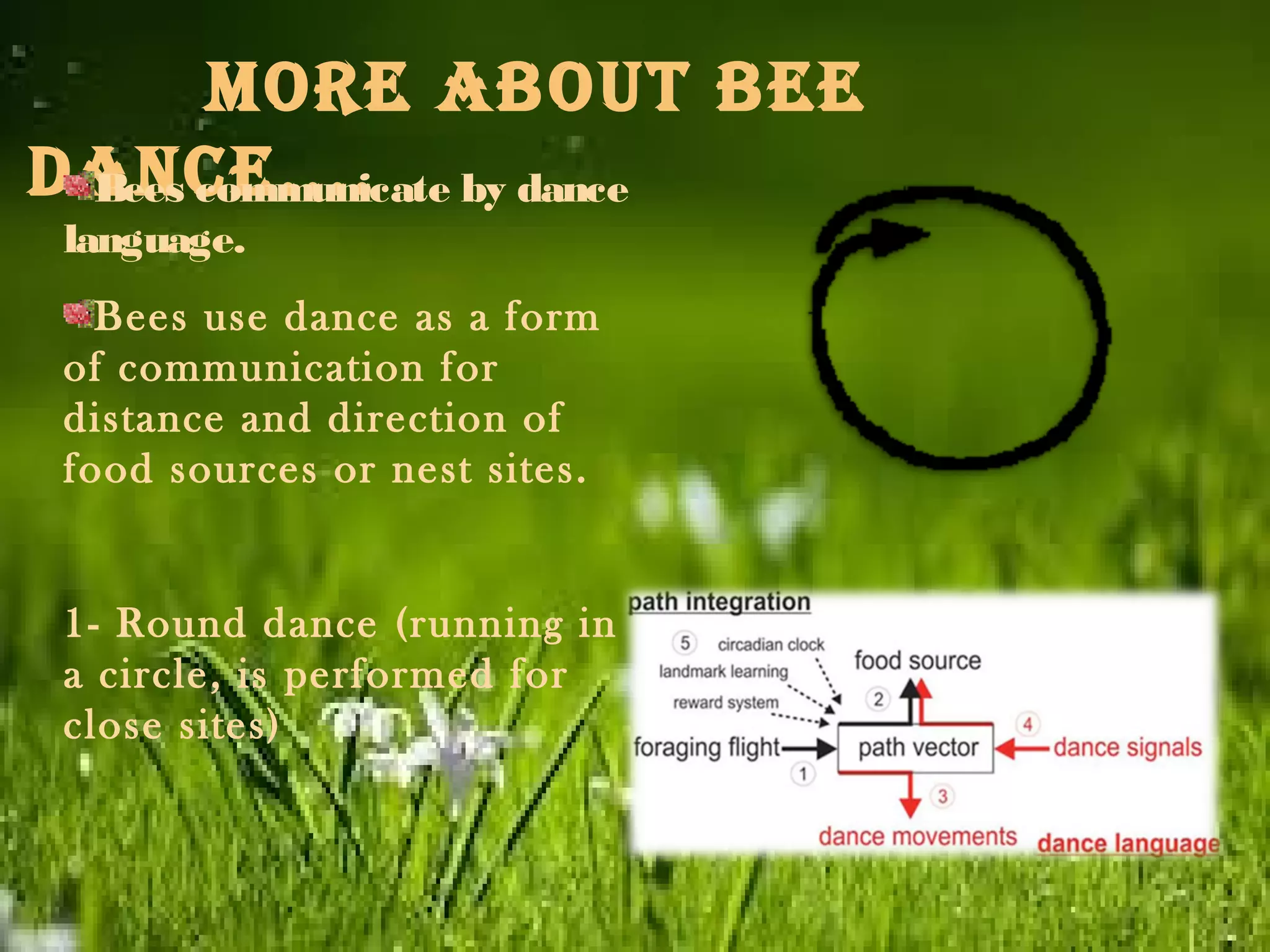 More about bee
dance.... by dance
Bees communicate
language.
Bees use dance as a form
of communication for
distance and direction of
food sources or nest sites.

1- Round dance (running in
a circle, is performed for
close sites)

 