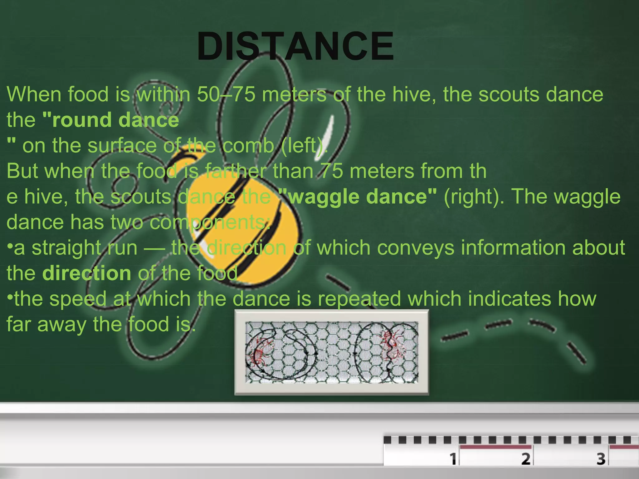 DISTANCE
When food is within 50–75 meters of the hive, the scouts dance
the "round dance
" on the surface of the comb (left).
But when the food is farther than 75 meters from th
e hive, the scouts dance the "waggle dance" (right). The waggle
dance has two components:
•a straight run — the direction of which conveys information about
the direction of the food
•the speed at which the dance is repeated which indicates how
far away the food is.

 