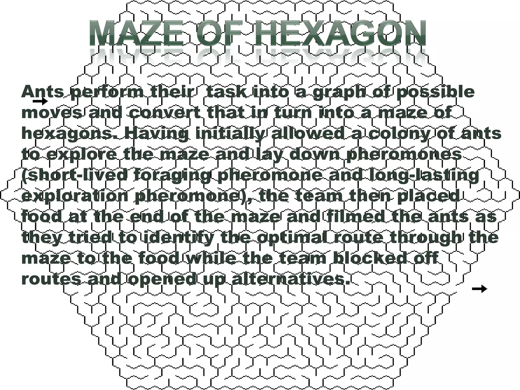 Ants perform their task into a graph of possible
moves and convert that in turn into a maze of
hexagons. Having initially allowed a colony of ants
to explore the maze and lay down pheromones
(short-lived foraging pheromone and long-lasting
exploration pheromone), the team then placed
food at the end of the maze and filmed the ants as
they tried to identify the optimal route through the
maze to the food while the team blocked off
routes and opened up alternatives.

 