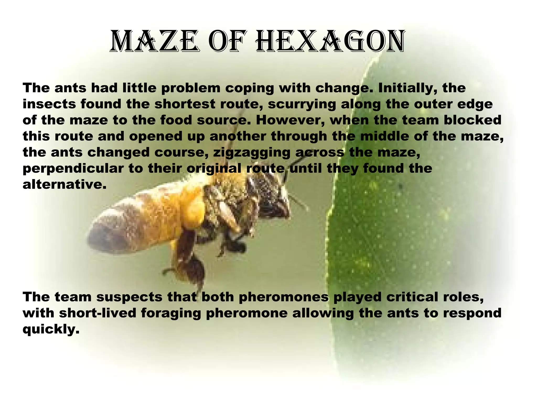 MAZE OF HEXAGON
The ants had little problem coping with change. Initially, the
insects found the shortest route, scurrying along the outer edge
of the maze to the food source. However, when the team blocked
this route and opened up another through the middle of the maze,
the ants changed course, zigzagging across the maze,
perpendicular to their original route until they found the
alternative.

The team suspects that both pheromones played critical roles,
with short-lived foraging pheromone allowing the ants to respond
quickly.
Here comes your footer  Page 9

 