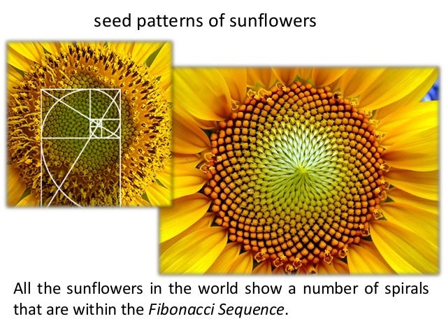 Patterns In Nature And Math | maths and nature comenius why maths Patterns In Nature And Math | maths and nature comenius why maths
