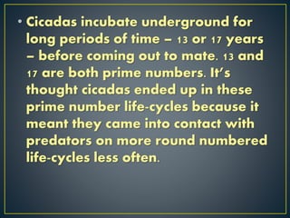 • Cicadas incubate underground for
long periods of time – 13 or 17 years
– before coming out to mate. 13 and
17 are both prime numbers. It’s
thought cicadas ended up in these
prime number life-cycles because it
meant they came into contact with
predators on more round numbered
life-cycles less often.
 