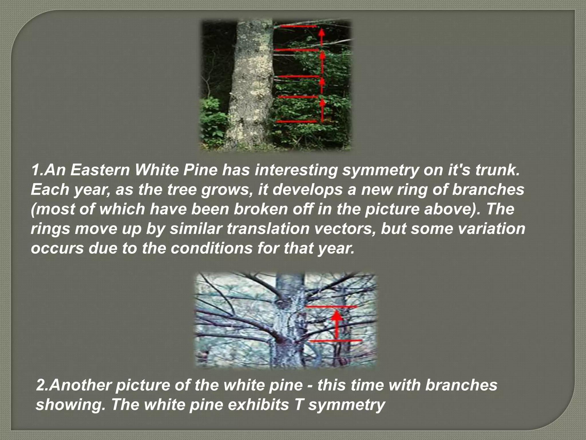 1.An Eastern White Pine has interesting symmetry on it's trunk.
Each year, as the tree grows, it develops a new ring of branches
(most of which have been broken off in the picture above). The
rings move up by similar translation vectors, but some variation
occurs due to the conditions for that year.




2.Another picture of the white pine - this time with branches
showing. The white pine exhibits T symmetry
 