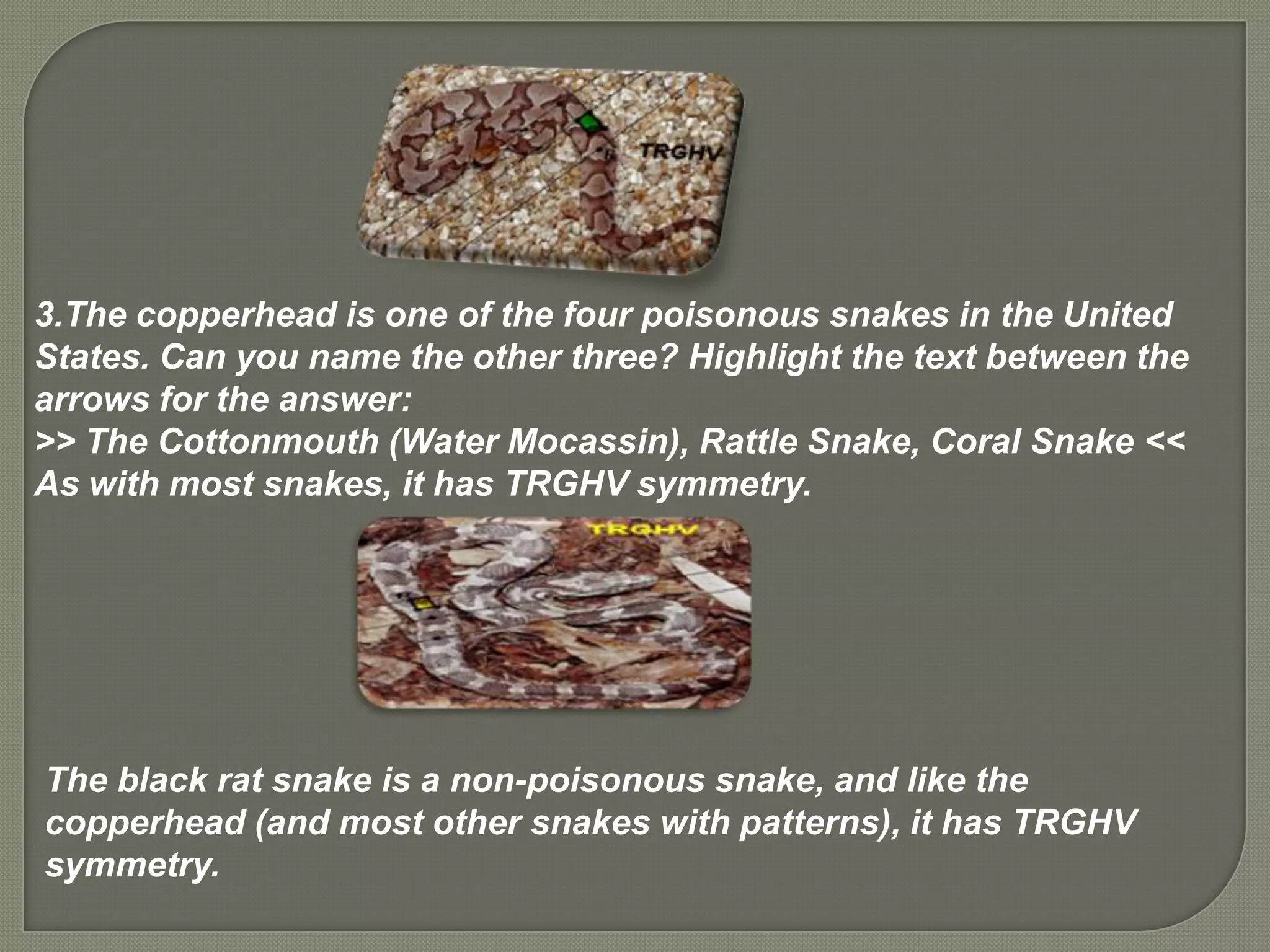 3.The copperhead is one of the four poisonous snakes in the United
States. Can you name the other three? Highlight the text between the
arrows for the answer:
>> The Cottonmouth (Water Mocassin), Rattle Snake, Coral Snake <<
As with most snakes, it has TRGHV symmetry.




The black rat snake is a non-poisonous snake, and like the
copperhead (and most other snakes with patterns), it has TRGHV
symmetry.
 
