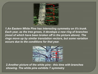 1.An Eastern White Pine has interesting symmetry on it's trunk.
Each year, as the tree grows, it develops a new ring of branches
(most of which have been broken off in the picture above). The
rings move up by similar translation vectors, but some variation
occurs due to the conditions for that year.




2.Another picture of the white pine - this time with branches
showing. The white pine exhibits T symmetry
 