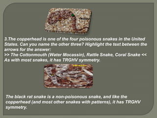 3.The copperhead is one of the four poisonous snakes in the United
States. Can you name the other three? Highlight the text between the
arrows for the answer:
>> The Cottonmouth (Water Mocassin), Rattle Snake, Coral Snake <<
As with most snakes, it has TRGHV symmetry.




The black rat snake is a non-poisonous snake, and like the
copperhead (and most other snakes with patterns), it has TRGHV
symmetry.
 