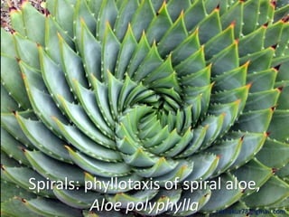 Spirals: phyllotaxis of spiral aloe, 
Aloe polyphylla rdthakur78@gmail.com 
 