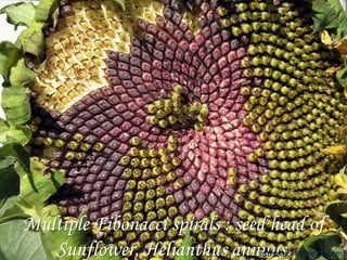 Multiple Fibonacci spirals : seed head of 
Sunflower, Helianthus annrudtuhaksu.r78@gmail.com 
 