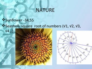 NATURE 
Sunflower -34,55 
Seashell- square root of numbers (√1, √2, √3, 
√4…) 
 