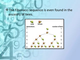 The Fibonacci sequence is even found in the 
ancestry of bees. 
 